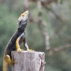 Pogona barbata (Bearded Dragon) at Bimbi, NSW - 9 Nov 2021 by Christine
