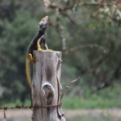 Pogona barbata at Bimbi, NSW - 9 Nov 2021