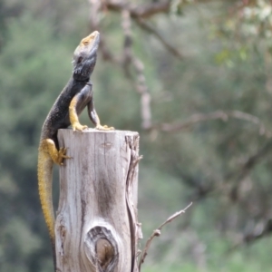 Pogona barbata at Bimbi, NSW - 9 Nov 2021