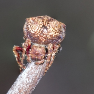 Araneidae (family) (Orb weaver) at Bruce, ACT - 11 Nov 2021 by AlisonMilton