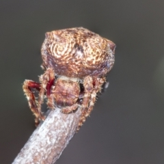 Unidentified Other hunting spider at Bruce, ACT - 10 Nov 2021 by AlisonMilton
