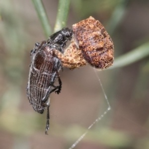 Araneidae (family) at Bruce, ACT - 11 Nov 2021 09:47 AM