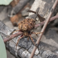 Araneidae (family) at Bruce, ACT - 11 Nov 2021 09:47 AM