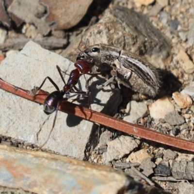 Naupactus leucoloma (White-fringed weevil) at Aranda Bushland - 13 Mar 2021 by Tammy