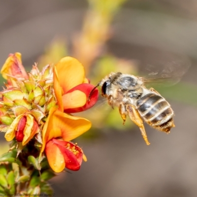 Trichocolletes sp. (genus) (Spring Bee) at Black Mountain - 11 Nov 2021 by Roger