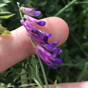 Vicia villosa at Lyneham, ACT - 11 Nov 2021