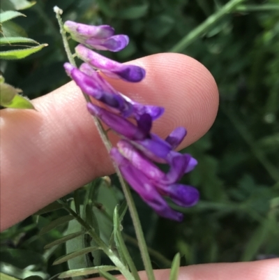 Vicia villosa (Russian Vetch) at Lyneham, ACT - 11 Nov 2021 by Tapirlord