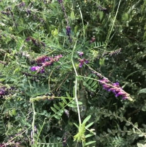 Vicia villosa at Lyneham, ACT - 11 Nov 2021