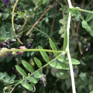 Vicia villosa at Lyneham, ACT - 11 Nov 2021