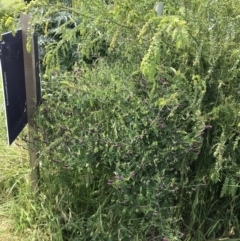 Vicia villosa at Lyneham, ACT - 11 Nov 2021