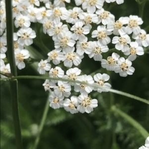 Achillea millefolium at Lyneham, ACT - 11 Nov 2021 10:34 AM