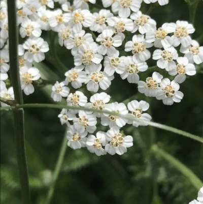 Achillea millefolium (Yarrow) at Lyneham, ACT - 11 Nov 2021 by Tapirlord