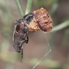 Homotrysis cisteloides (Darkling beetle) at Bruce Ridge - 10 Nov 2021 by AlisonMilton