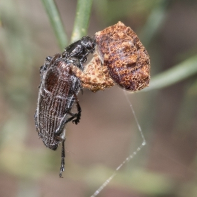 Homotrysis cisteloides (Darkling beetle) at Bruce, ACT - 11 Nov 2021 by AlisonMilton