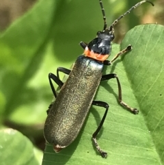 Chauliognathus lugubris (Plague Soldier Beetle) at Sullivans Creek, Lyneham South - 10 Nov 2021 by Tapirlord