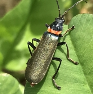 Chauliognathus lugubris at Lyneham, ACT - 11 Nov 2021 10:44 AM