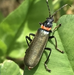 Chauliognathus lugubris at Lyneham, ACT - 11 Nov 2021 10:44 AM