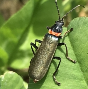 Chauliognathus lugubris at Lyneham, ACT - 11 Nov 2021 10:44 AM