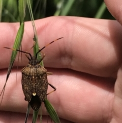 Poecilometis strigatus at Lyneham, ACT - 11 Nov 2021 10:46 AM