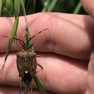 Poecilometis strigatus at Lyneham, ACT - 11 Nov 2021