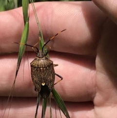 Poecilometis strigatus at Lyneham, ACT - 11 Nov 2021 10:46 AM