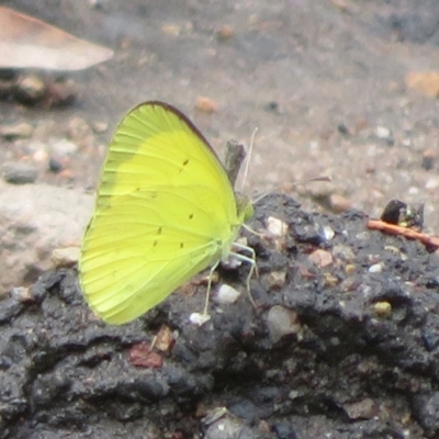 Eurema smilax (Small Grass-yellow) at Bimbi, NSW - 9 Nov 2021 by Christine