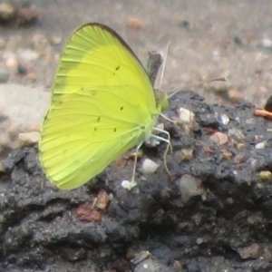 Eurema smilax at Bimbi, NSW - 9 Nov 2021