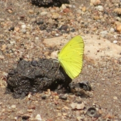 Eurema smilax at Bimbi, NSW - 9 Nov 2021