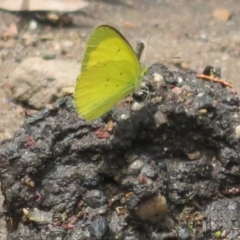 Eurema smilax at Bimbi, NSW - 9 Nov 2021 01:26 PM