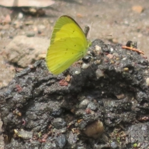 Eurema smilax at Bimbi, NSW - 9 Nov 2021 01:26 PM