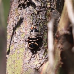 Ellipsidion australe (Austral Ellipsidion cockroach) at Goorooyarroo NR (ACT) - 6 Nov 2020 by Tammy