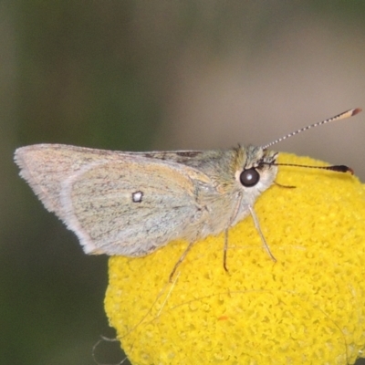 Trapezites luteus (Yellow Ochre, Rare White-spot Skipper) at Rob Roy Spring 1(M) - 11 Oct 2021 by michaelb