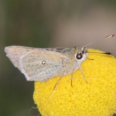 Trapezites luteus (Yellow Ochre, Rare White-spot Skipper) at Rob Roy Range - 11 Oct 2021 by michaelb