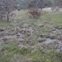 Sus scrofa (Pig (feral)) at Conder, ACT - 11 Oct 2021 by MichaelBedingfield