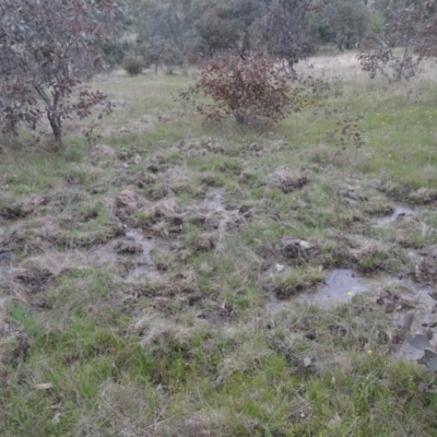 Sus scrofa (Feral Pig) at Conder, ACT - 11 Oct 2021 by MichaelBedingfield