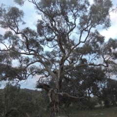 Eucalyptus bridgesiana (Apple Box) at Conder, ACT - 11 Oct 2021 by MichaelBedingfield