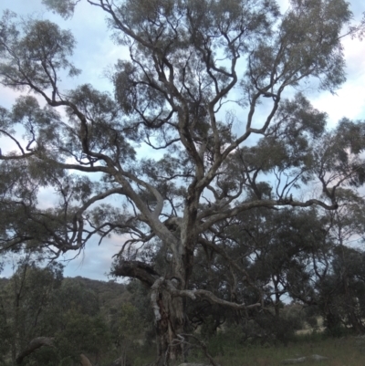 Eucalyptus bridgesiana (Apple Box) at Rob Roy Range - 11 Oct 2021 by michaelb