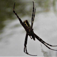 Unidentified Other web-building spider (TBC) at Cranbrook, QLD - 17 Apr 2021 by TerryS