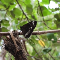 Euploea corinna (Common Crow Butterfly, Oleander Butterfly) at Cranbrook, QLD - 2 Nov 2019 by TerryS