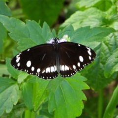 Euploea corinna (Common Crow Butterfly, Oleander Butterfly) at Cranbrook, QLD - 19 May 2019 by TerryS