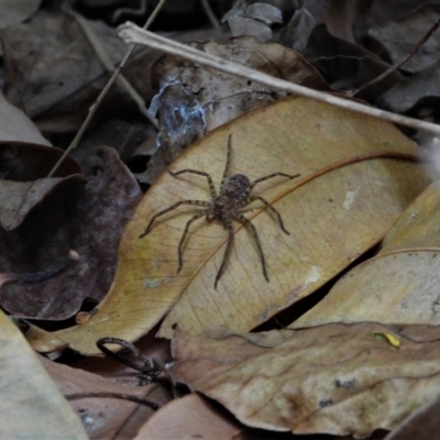 Heteropoda jugulans (Brown Huntsman Spider) at Cranbrook, QLD - 30 Oct 2019 by TerryS