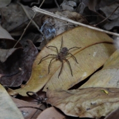 Unidentified Huntsman spider (Sparassidae) (TBC) at Cranbrook, QLD - 29 Oct 2019 by TerryS