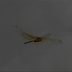 Hydrobasileus brevistylus (Water Prince) at Cranbrook, QLD - 10 Oct 2021 by TerryS