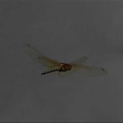 Hydrobasileus brevistylus (Water Prince) at Cranbrook, QLD - 10 Oct 2021 by TerryS