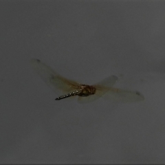 Unidentified Dragonfly (Anisoptera) (TBC) at Cranbrook, QLD - 9 Oct 2021 by TerryS