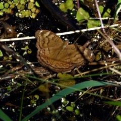 Junonia hedonia (Chocolate Argus) at Cranbrook, QLD - 8 Aug 2021 by TerryS
