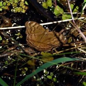 Junonia hedonia at Cranbrook, QLD - 8 Aug 2021 12:10 PM