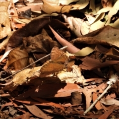 Unidentified Nymph (Nymphalidae) (TBC) at Cranbrook, QLD - 25 Nov 2019 by TerryS