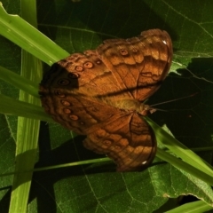 Junonia hedonia (Chocolate Argus) at Cranbrook, QLD - 9 Jul 2021 by TerryS