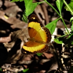 Unidentified Nymph (Nymphalidae) (TBC) at Cranbrook, QLD - 19 Jun 2021 by TerryS